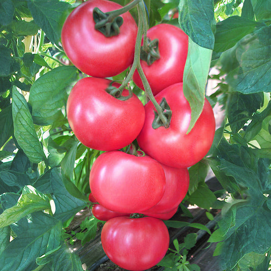 Tomato 'Honeymoon' F1