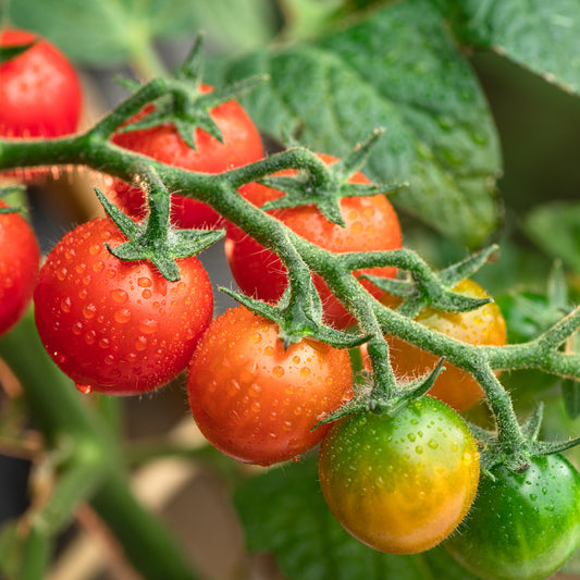 Tomato 'Micro Cherry'