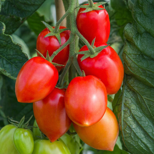 Tomato 'Nagina' F1