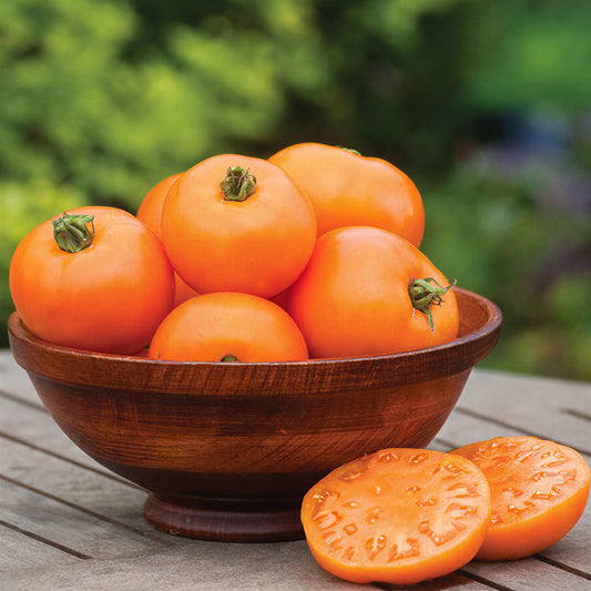 Tomato 'Orange Wellington' F1