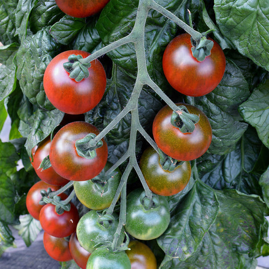 Tomato 'Ruby Falls'