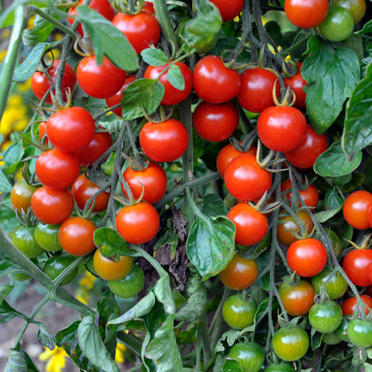 Tomato 'Sweet Million' F1