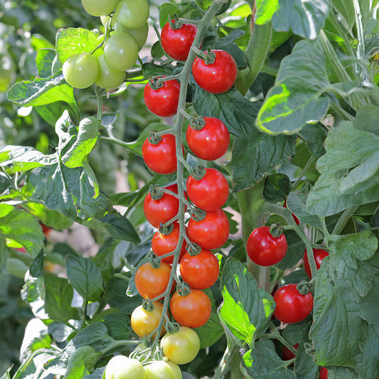 Tomato 'Toddler' F1