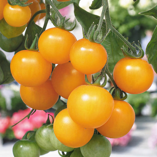 Tomato 'Tumbling Tom Yellow'