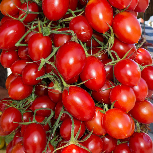 Tomato 'Vesuvius' F1