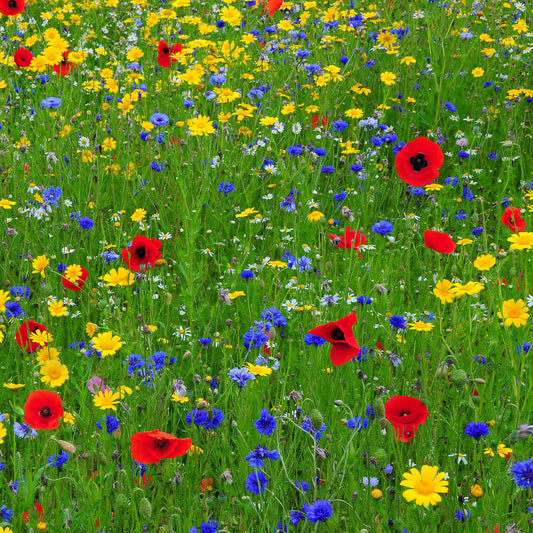 Wildflower 'Cornfield Mix'