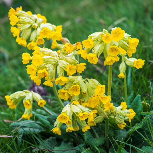 Wildflower 'Cowslip'