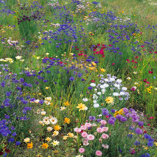 Wildflower 'Field & Hedge-Row Mix'