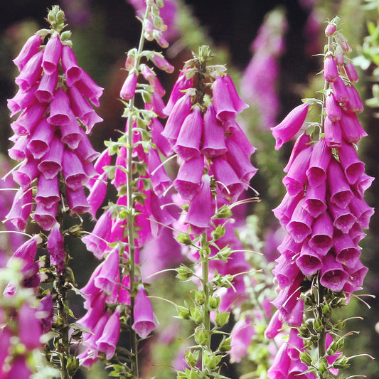 Wildflower 'Foxglove'