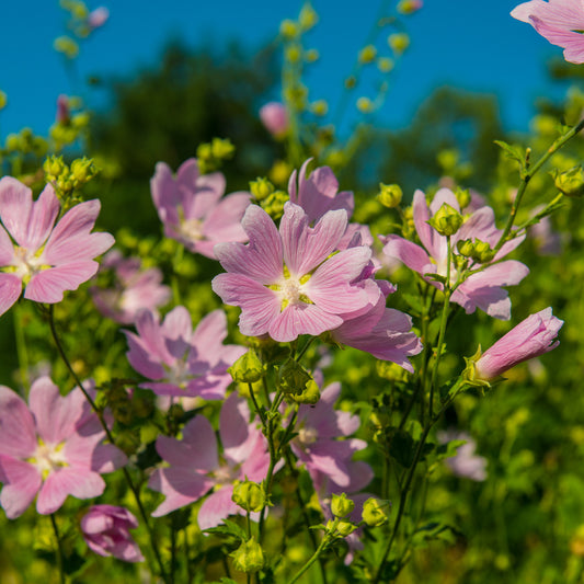Wildflower 'Musk Mallow'