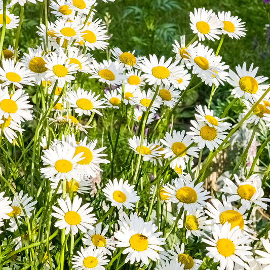 Wildflower 'Ox Eye Daisy'