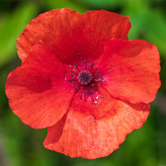 Wildflower 'Poppy Field'