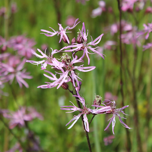 Wildflower 'Ragged Robin'