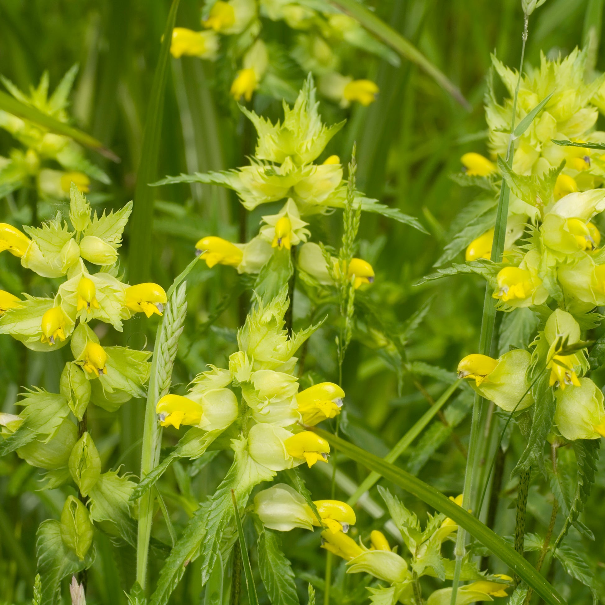 wildflower seeds yellow rattle Wildflower 'Yellow Rattle' Seeds