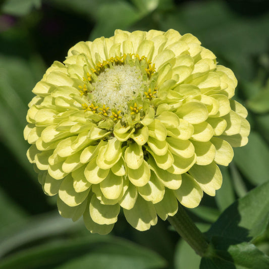 Zinnia 'Envy'
