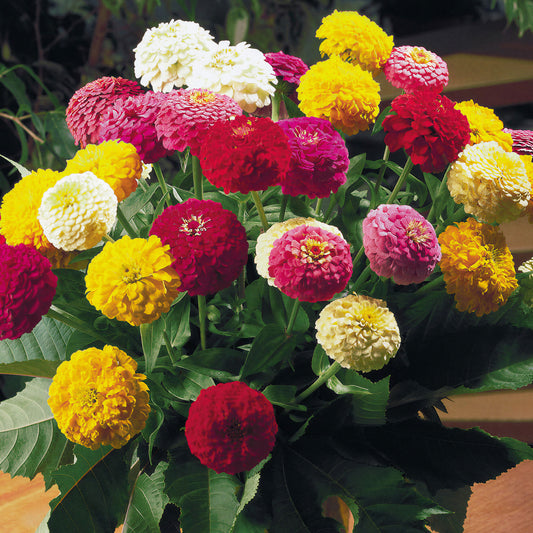 Zinnia 'Oklahoma Mixed'