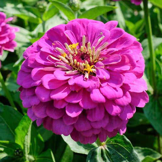 Zinnia 'Purple Prince'