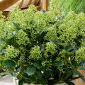 Skimmia 'Finchy'