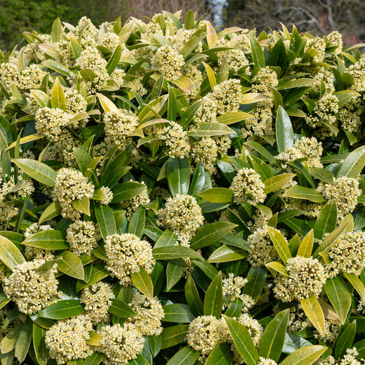 Skimmia 'Kew Green'