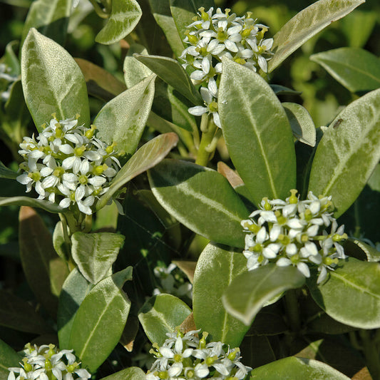 Skimmia 'Kew White'