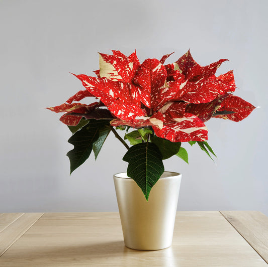 Orange Poinsettia Christmas Plant