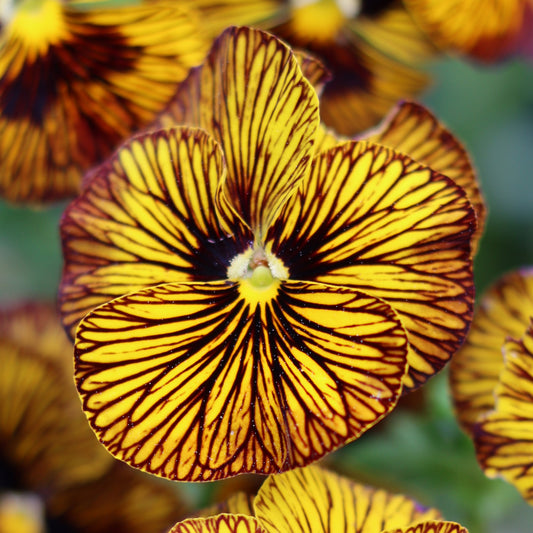 Viola Tiger Eye Bedding Plants
