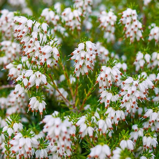 White Erica Heather