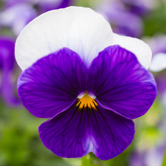 Winter Flowering Viola Beaconsfield