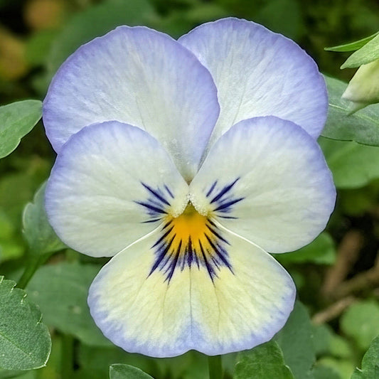 Winter Flowering Viola Blue Picotee