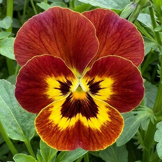 Winter Flowering Viola Copperfield