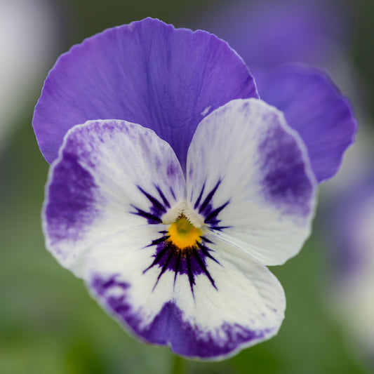 Winter Flowering Viola Delft Blue