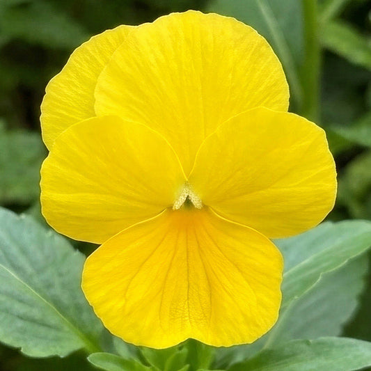 Winter Flowering Viola Golden Hues