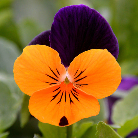 Winter Flowering Viola Orange & Purple