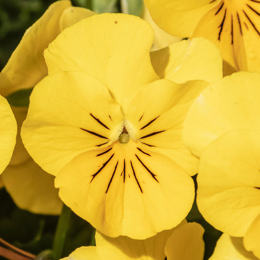 Winter Flowering Viola Penny Yellow