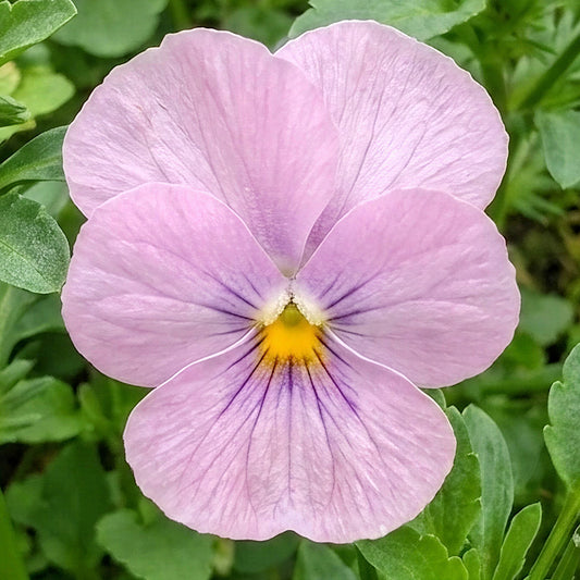 Winter Flowering Viola Pink Lavender