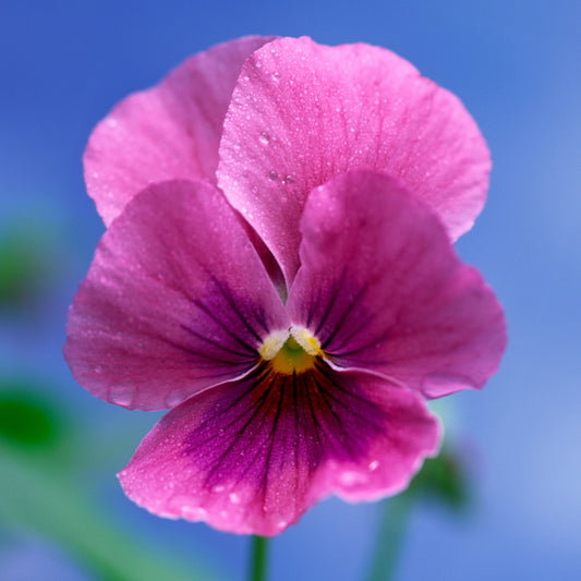 Winter Flowering Viola Pink Shades