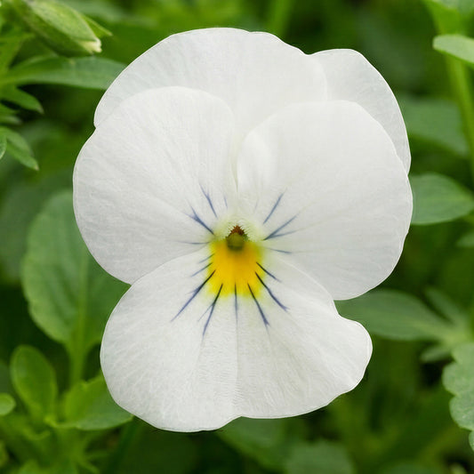 Winter Flowering Viola Rocky White