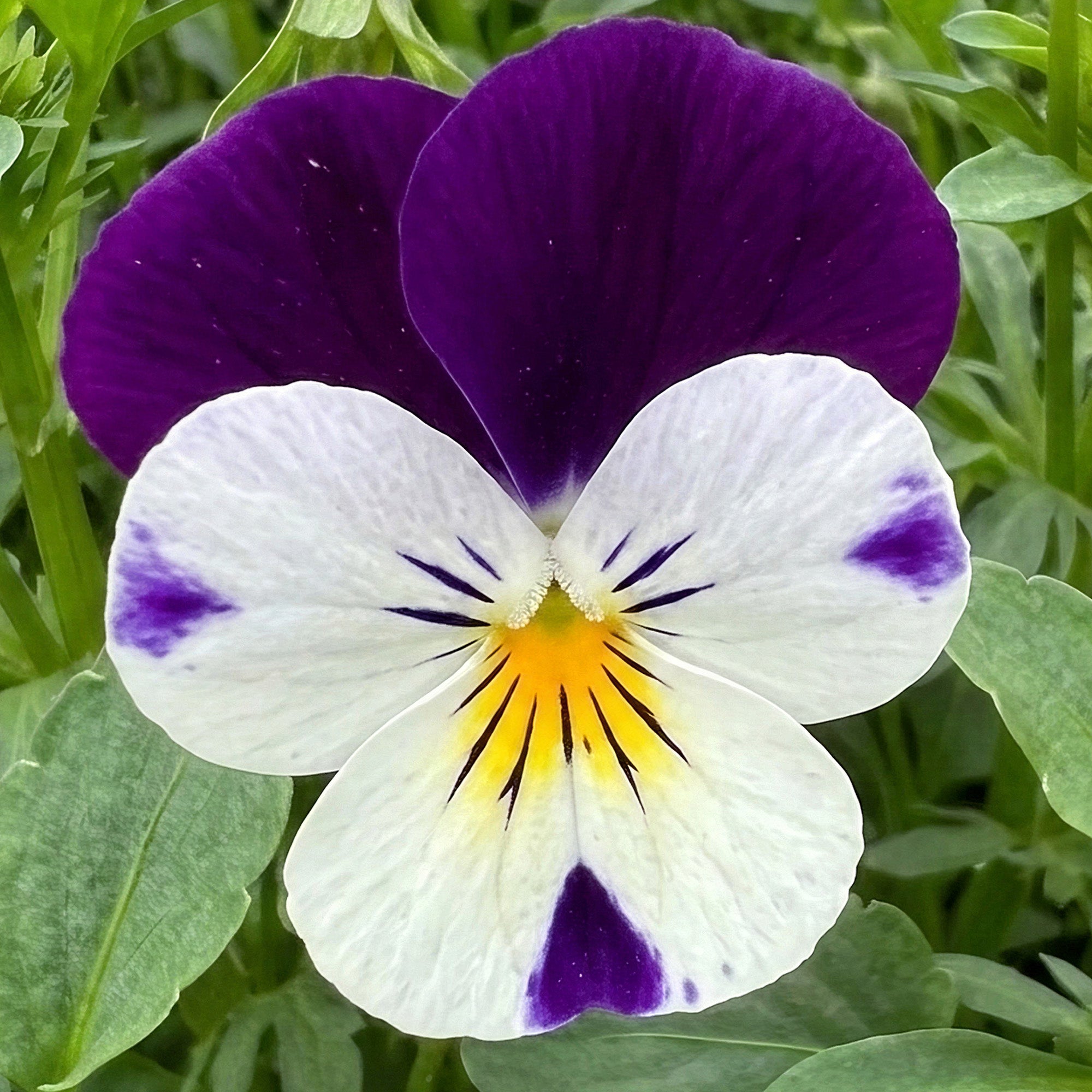 Viola Ruffles Winter Flowering Viola White & Purple | Horned Violet – Gardeners Dream
