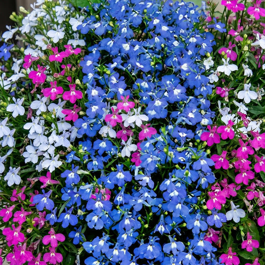 Lobelia Upright Mixed Basket Plants
