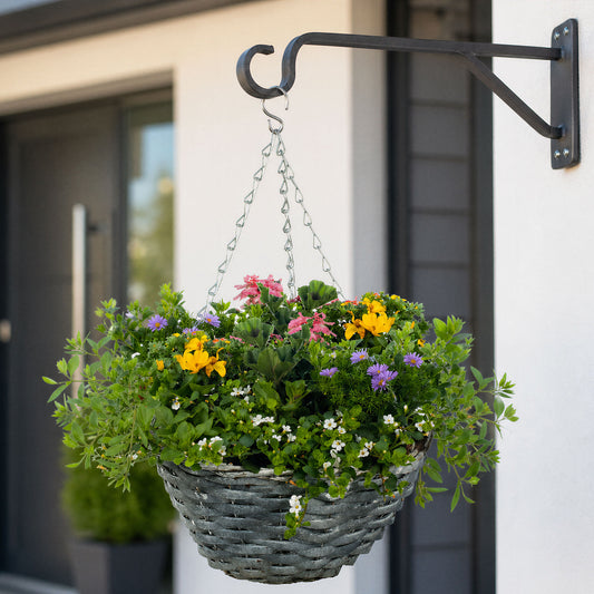 Mixed Hanging Basket Plants