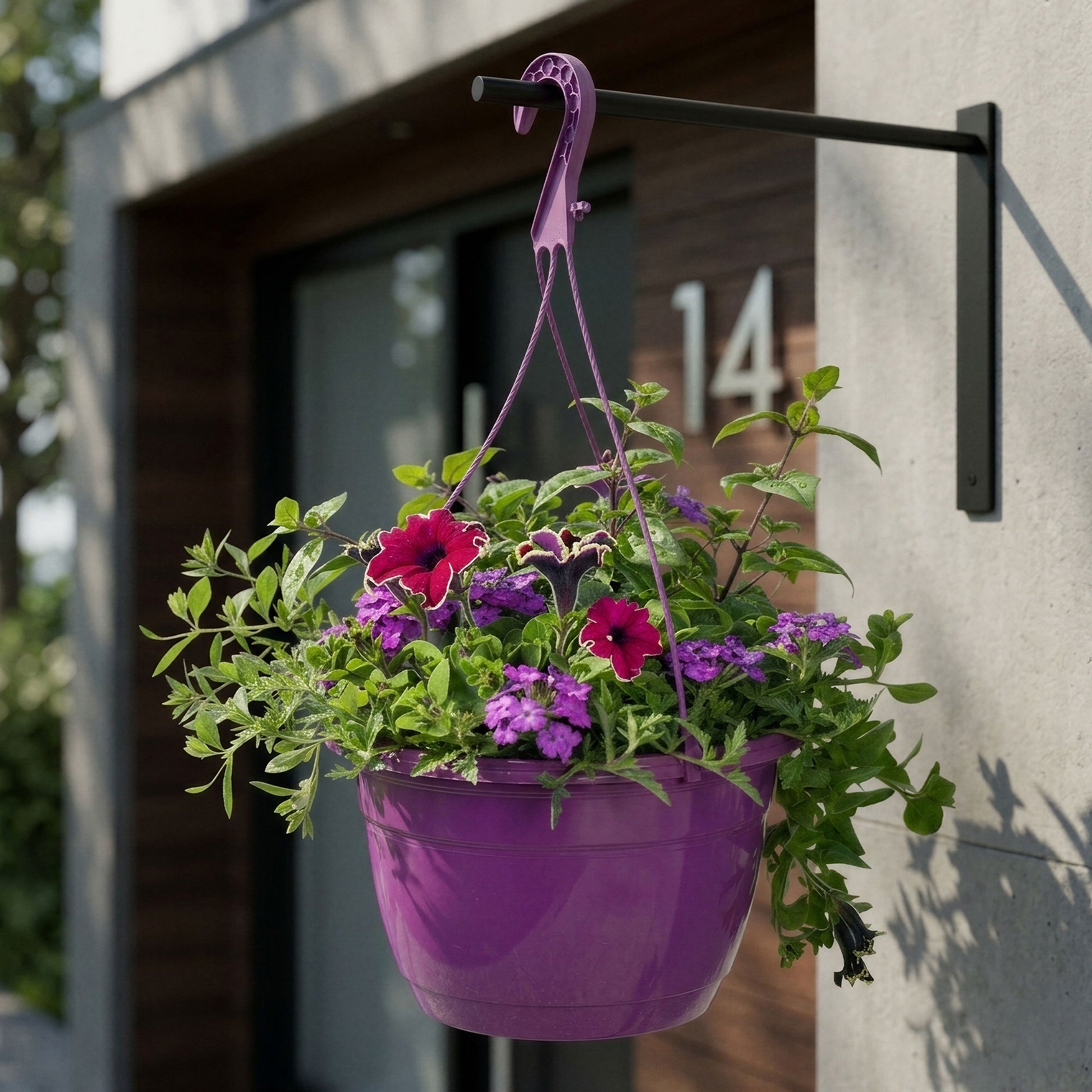 Purple Shades Hanging Basket Plants