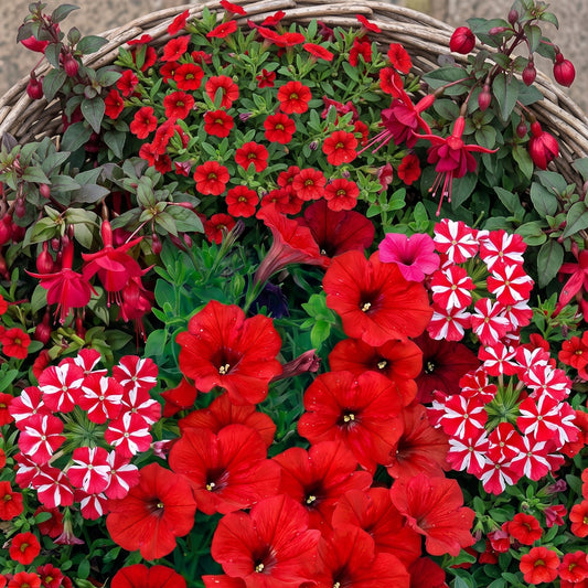 Red Shades Mixed Basket Plants