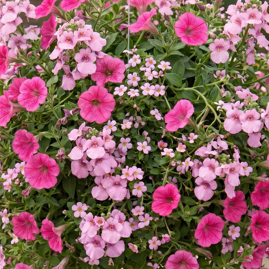 Rose Shades Mixed Basket Plants