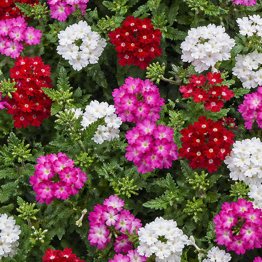 Verbena Upright Mixed Basket Plants