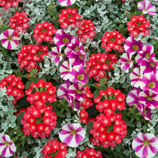 Wicked Pink Mixed Basket Plants