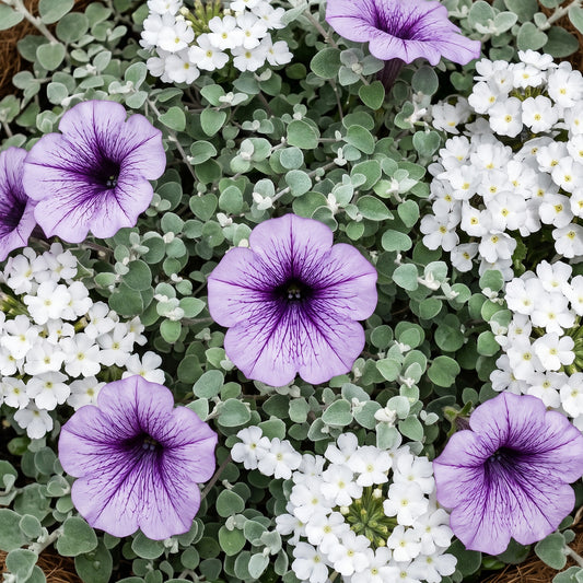 Wicked Purple Mixed Basket Plants