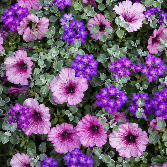 Wicked Magenta Mixed Basket Plants