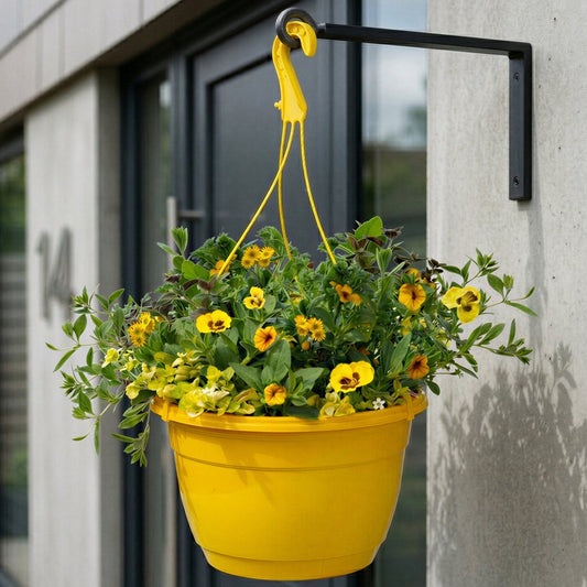 Yellow Shades Hanging Basket Plants