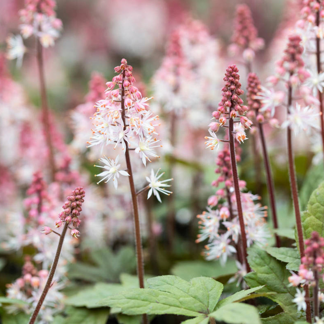 Tiarella 'Raspberry Sundae' | Foam Flower – Gardeners Dream