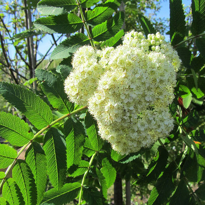 Sorbus 'Sheerwater Seedling' | Mountain Ash Tree – Gardeners Dream